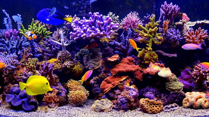 أسماك الشعاب المرجانية والشعاب المرجانية والأسماك وحوض السمك، خلفية HD
