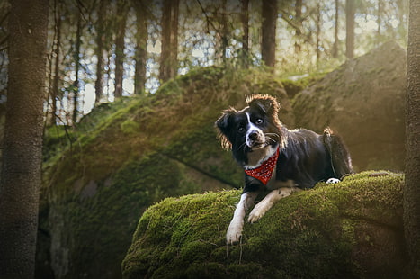 dog, forest, Border Collie, photography, animals, HD wallpaper HD wallpaper