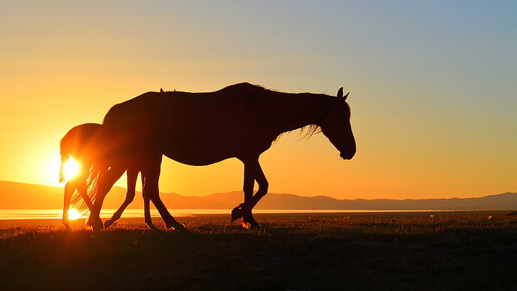horse, kyrgyzstan, lake, Silhouette, song kul, sunset, HD wallpaper