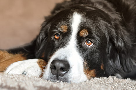 olhos, olhar, cão, mentiras, Bernese Mountain Dog, HD papel de parede HD wallpaper