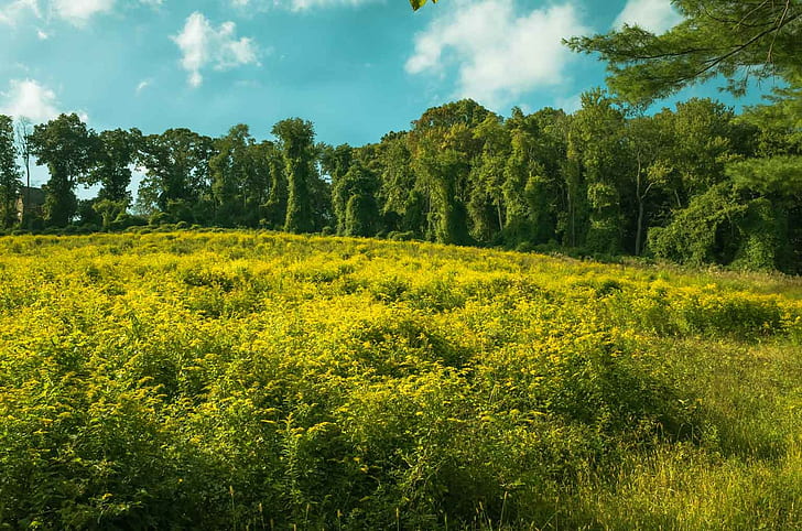 Goldenrod on a hillside, Field of Goldenrod, Monmouth county, Navesink, HD wallpaper