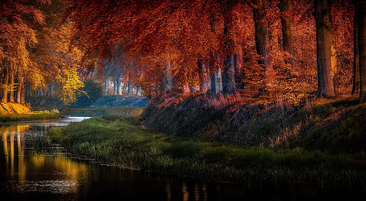 осень, трава, деревья, природа, пруд, парк, Голландия, Ян-Герман Виссер, HD обои
