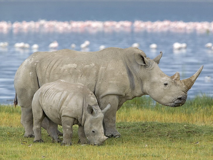 two black rhinos, family, baby, rhinoceros, field, HD wallpaper