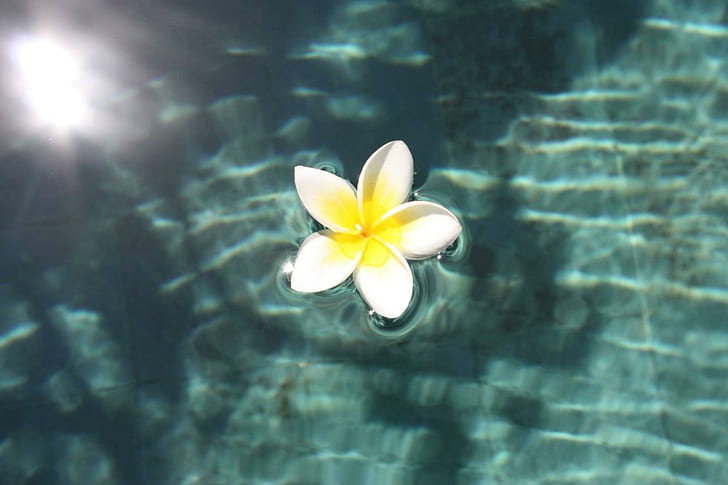 Plumeria floating on Pool, island, hawaii, swimming, water, flower, frangipani, plumeria, exotic, lagoon, blue, floating, paradise, HD wallpaper