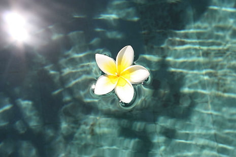 Plumeria floating on Pool, island, hawaii, swimming, water, flower, frangipani, plumeria, exotic, lagoon, blue, floating, paradise, HD wallpaper HD wallpaper