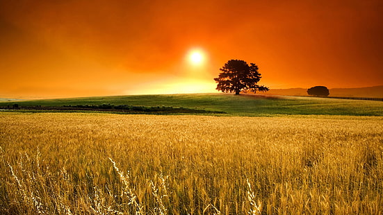 fält, natur, vete, spannmål, landsbygd, jordbruk, gård, växt, sommar, majs, spannmål, landskap, skörd, himmel, beskära, land, jordbruk, utsäde, halm, mark, landsbygd, gräs, bröd, säsong, tillväxt, äng, växa, mogen, råg, moln, sol, naturlig, gyllene, gul, guld, stam, korn, horisont, scen, jordbruks, HD tapet HD wallpaper