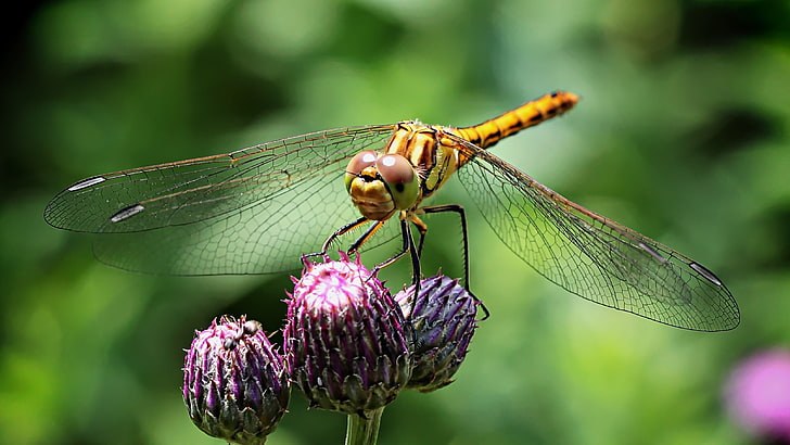 yellow dragonfly, dragonfly, insect, flower, plant, close-up, HD wallpaper