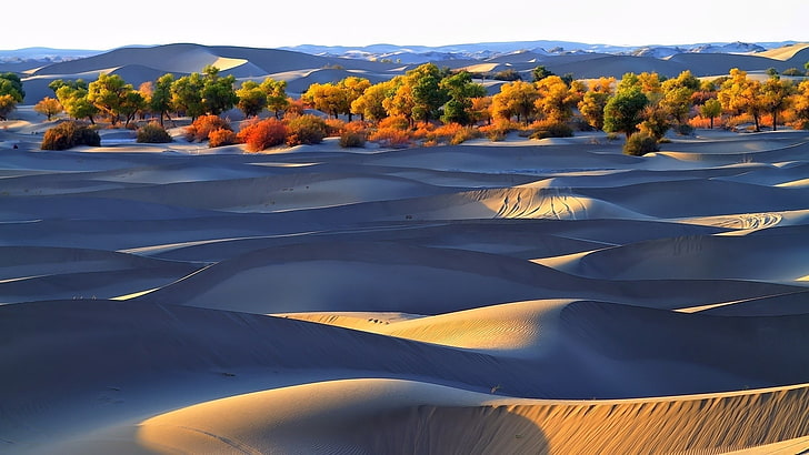 gurun, bukit pasir, pohon, alam, pemandangan, Wallpaper HD
