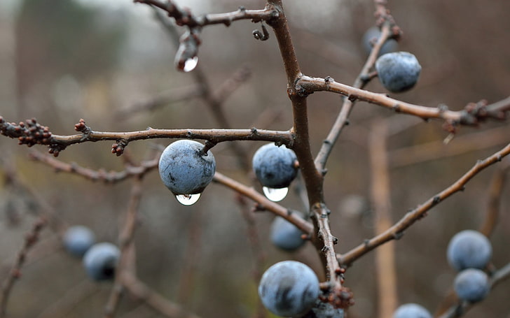 Blackthorn berries branches drops-High Quality HD .., black wild berries, HD wallpaper