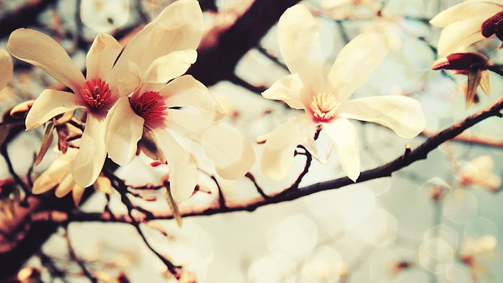 white almond cherry blossoms, flowers, plants, bloom, spring, HD wallpaper
