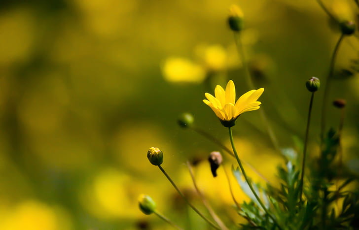 bunga kuning petaled di foto fokus diri, Bunga Gelap, kuning, diri, fokus, foto, Half Moon Bay, Photowalking, alam, bunga, tanaman, musim panas, musim semi, Warna hijau, di luar ruangan, padang rumput, Wallpaper HD