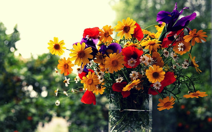 vaso, fiori, fiore, margherita gialla, fiore, fiori, bokeh, scatola, vaso, Sfondo HD