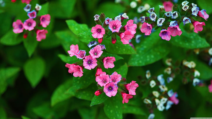 photographie de mise au point sélective de fleurs roses et blanches, fleurs, plantes, Fond d'écran HD