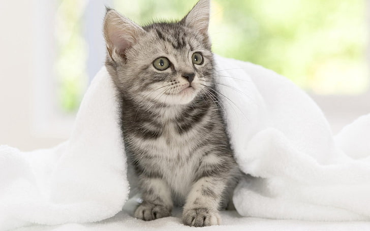 short-fur gray and brown kitten, kitten, blanket, look, waiting, HD wallpaper