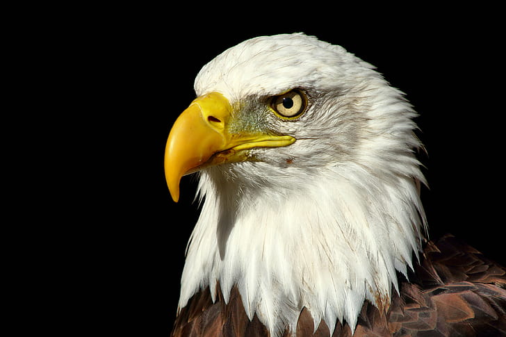 Американски орел, плешив орел, зоологическа градина в Банам, американски американец, американски орел, Норфолк, орел - птица, птица, клюн, хищна птица, дива природа, САЩ, животно, природа, перо, глава на животно, едър план, величествен, HD тапет
