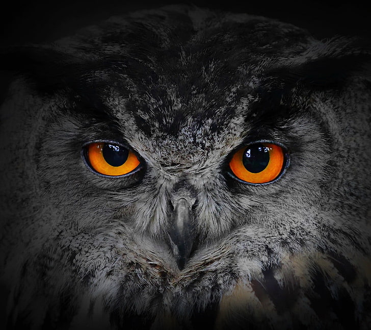 gray and black owl, nature, owl, HD wallpaper