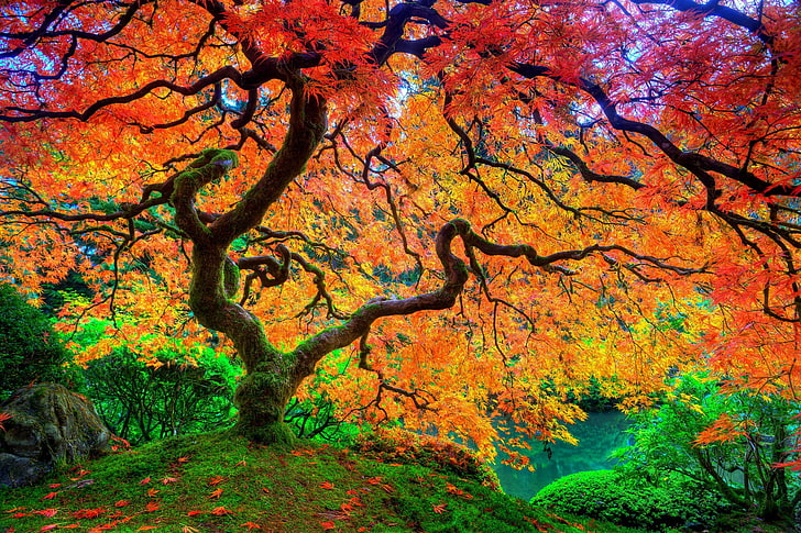 Oranger, photographie de paysage d'arbre avec des feuilles rouges et jaunes, arbres, feuilles, saisons, automne, nature, Fond d'écran HD