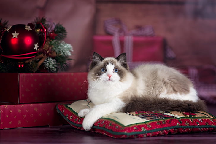 cat, animal, holiday, new year, Christmas, pillow, gifts, box, ragdoll, HD wallpaper