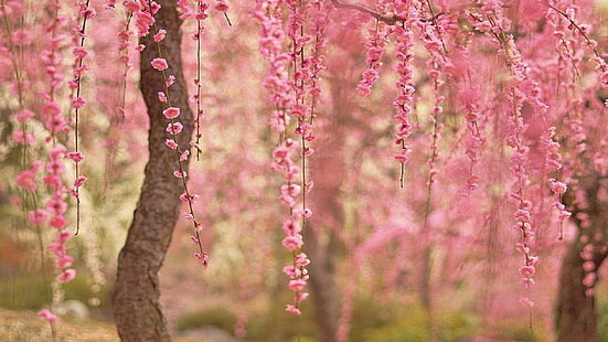 fondos de computadora de flor de cerezo, Fondo de pantalla HD HD wallpaper
