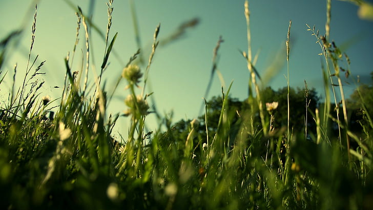 трева, поле, HD тапет