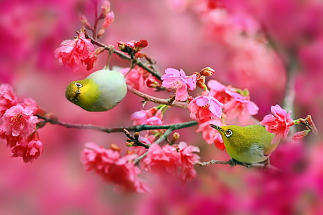 Uccelli giapponesi dagli occhi bianchi, uccelli, occhi bianchi giapponesi, ciliegia, fiori, rosa, rami, natura, Sfondo HD HD wallpaper