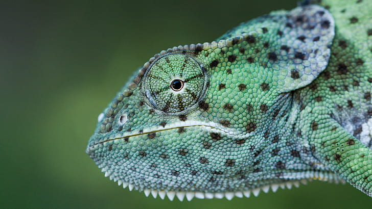 look, face, close-up, green, chameleon, background, portrait, profile, reptile, polka dot, HD wallpaper