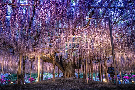 꽃, 일본, 화려한, 등나무, 돌출 지점, HD 배경 화면 HD wallpaper