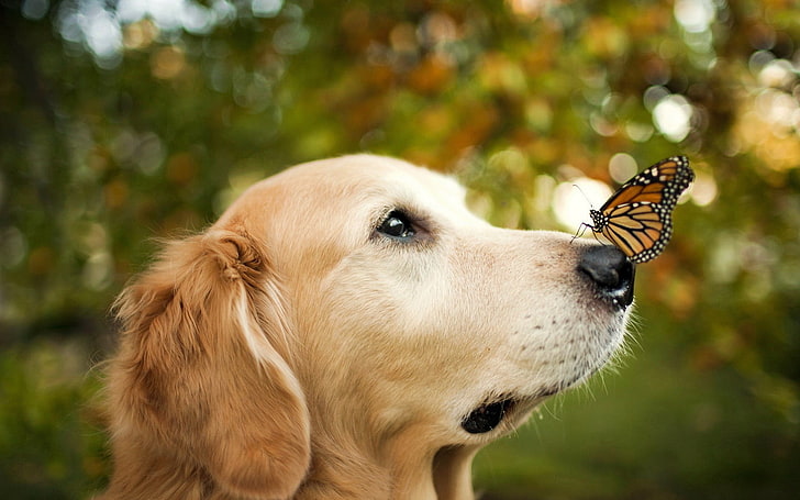 golden retriever adulte, golden retriever adulte avec un papillon noir et marron sur son nez, animaux, chien, papillon, bokeh, golden retrievers, Fond d'écran HD