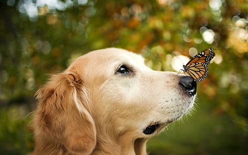 adult golden retriever, adult golden retriever with black and brown butterfly on it's nose, animals, dog, butterfly, bokeh, golden retrievers, HD wallpaper HD wallpaper