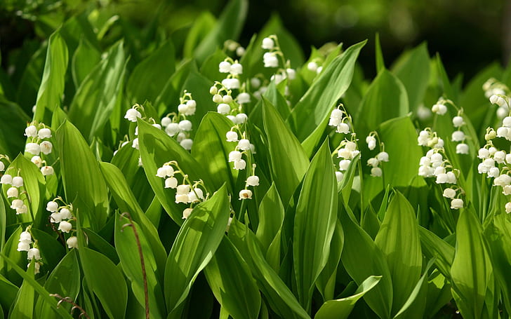 Petites fleurs blanches, muguet, fleur pétale blanche, petite, blanche, fleurs, lys, vallée, Fond d'écran HD