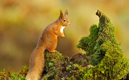 scoiattolo, natura, animali, Sfondo HD HD wallpaper