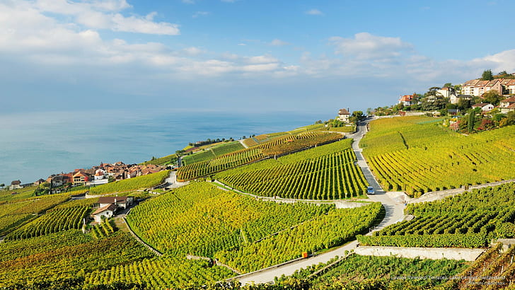 Terrazas de viñedos de Lavaux, lago de Ginebra, Suiza, Europa, Fondo de pantalla HD