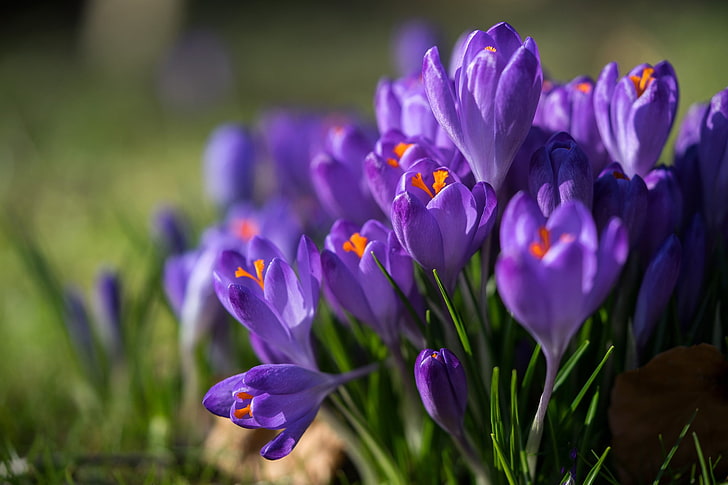 Makro, Frühling, Krokusse, Safran, HD-Hintergrundbild