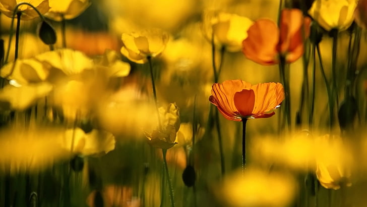 flores amarillas y anaranjadas, flor, hierba, planta, floración, Fondo de pantalla HD