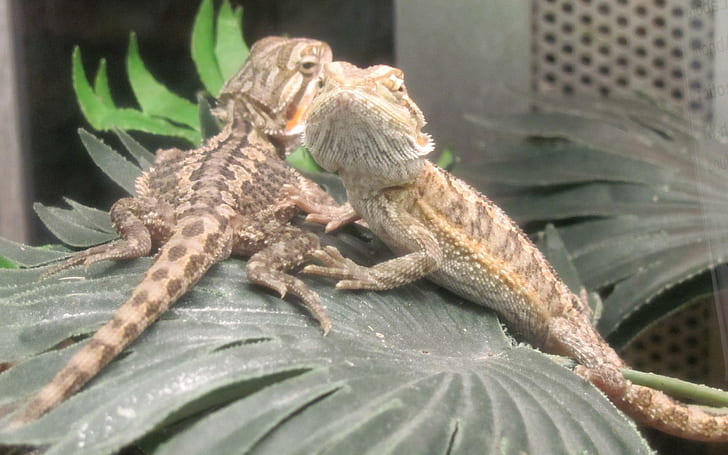 Baby Bearded Dragons, animals, dragons, bearded, reptiles, lizards, HD wallpaper