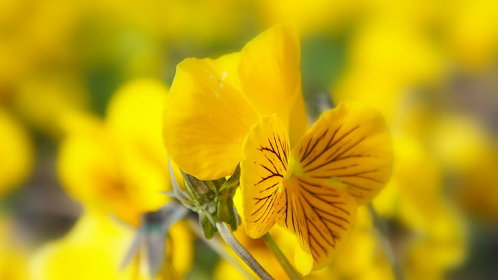 Blumen, Natur, gelbe Blumen, Stiefmütterchen, HD-Hintergrundbild