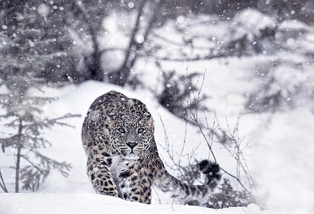 leopardos de las nieves, animales, invierno, nieve, Fondo de pantalla HD HD wallpaper