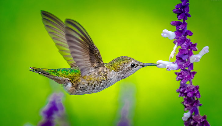 uccello, colibrì, fiore, 5k, Sfondo HD