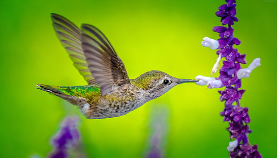 bird, Hummingbird, flower, 5k, HD wallpaper HD wallpaper