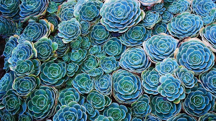 sukulen hijau, sukulen, alam, tanaman, bunga, cyan, biru, pirus, makro, hijau, Wallpaper HD