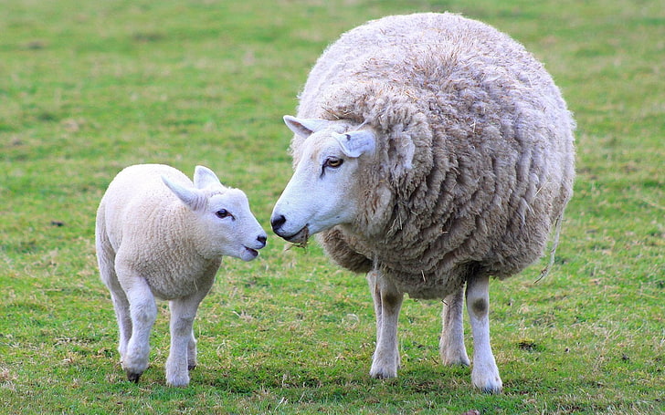 dos ovejas grises, ovejas, cordero, lana, madre, Fondo de pantalla HD