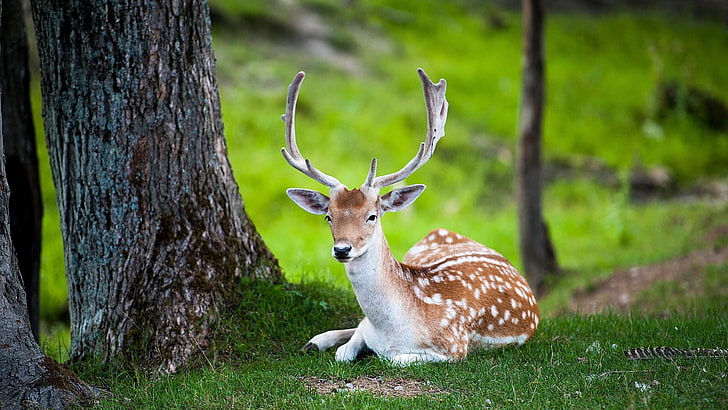 deer, mammal, wildlife, forest, ruminant, fawn, buck, antlers, HD wallpaper