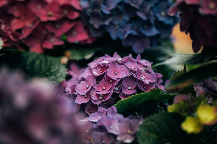 flores agrupadas de color rosa, hortensias, pétalos, primer plano, Fondo de pantalla HD