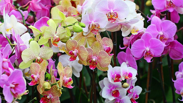 Сад орхидей, иллюстрация розового цветка, цветы, 1920x1080, орхидея, HD обои