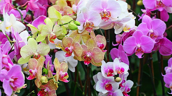 Orchid garden, pink flower illustration, flowers, 1920x1080, orchid, HD wallpaper HD wallpaper