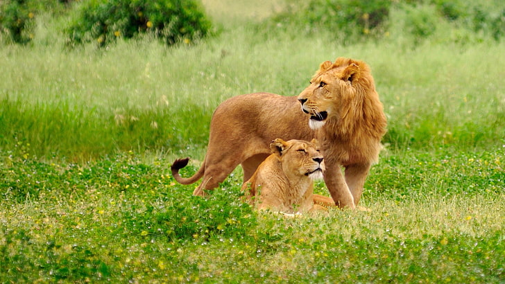 brown lion and lioness, lion, lioness, field, grass, family, care, HD wallpaper