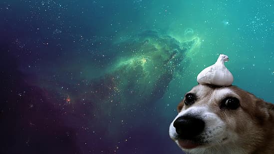  dog, space, HD wallpaper HD wallpaper