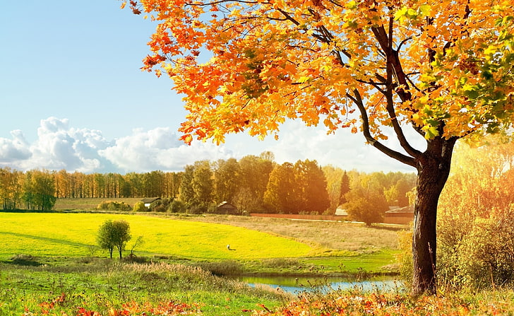 A Beautiful View Of Colorful Autumn Trees, orange fallen tree artwork, Seasons, Autumn, View, Colorful, Beautiful, Trees, HD wallpaper