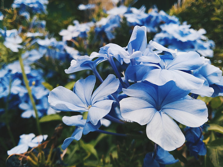 blue petaled flower, flowers, flower bed, blue, HD wallpaper