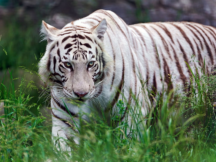 white and brown tiger, tiger, grass, aggression, walk, striped, predator, HD wallpaper